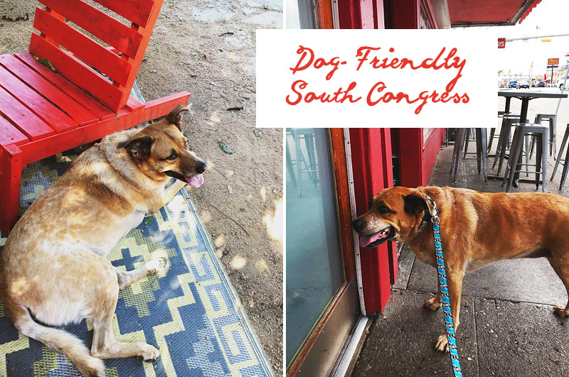 dog friendly south congress