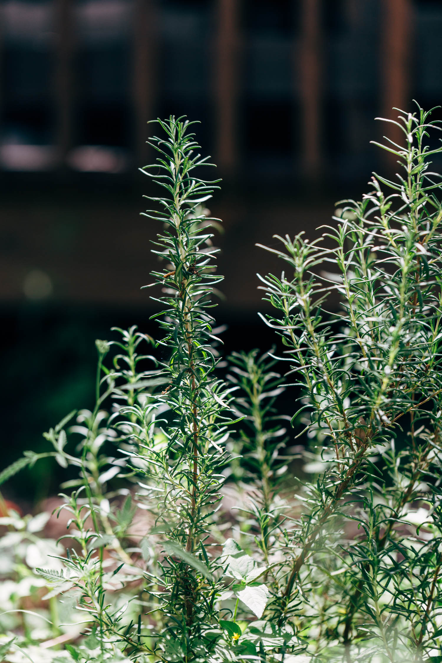 rosemary plants