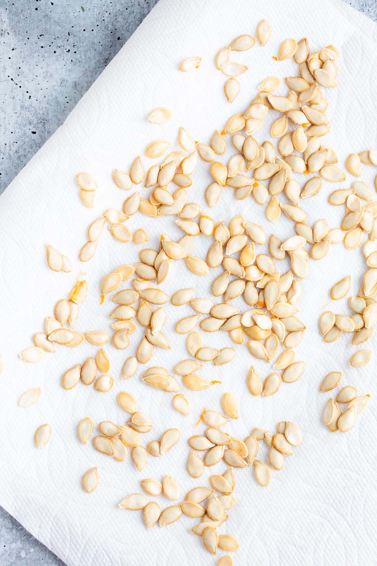 Squash seeds drying on paper towels