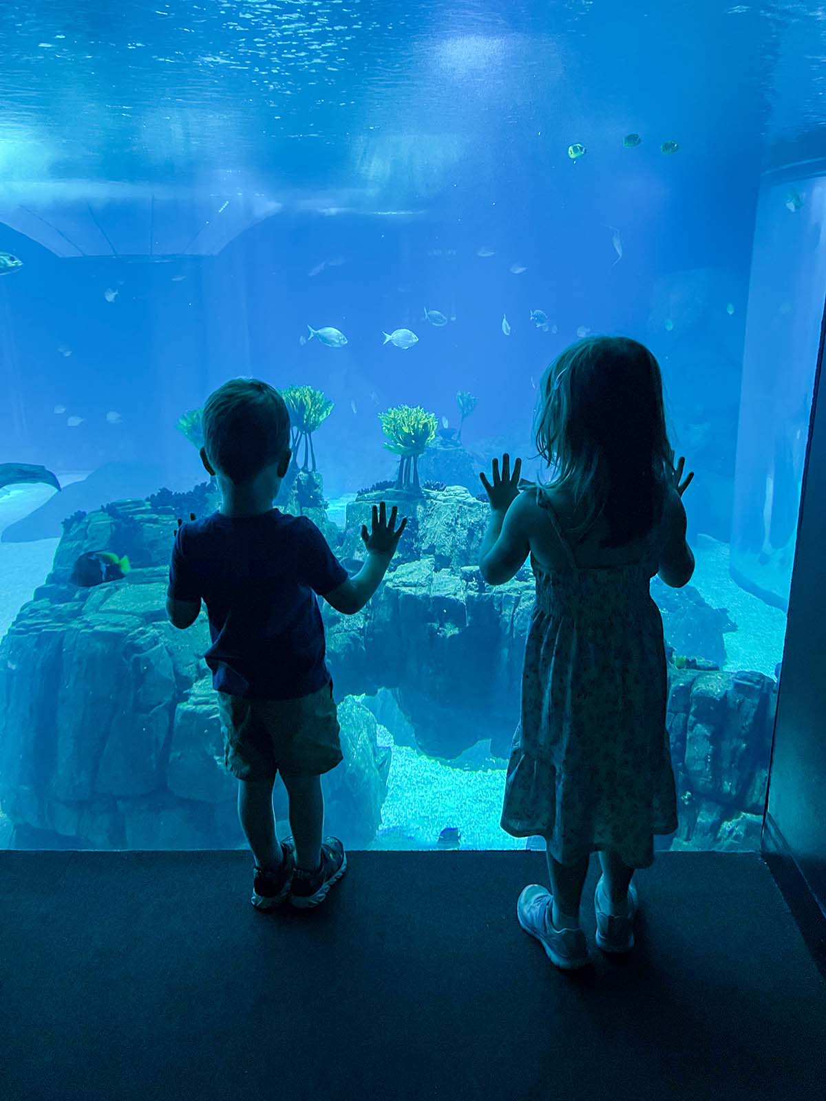 Kids at the aquarium.